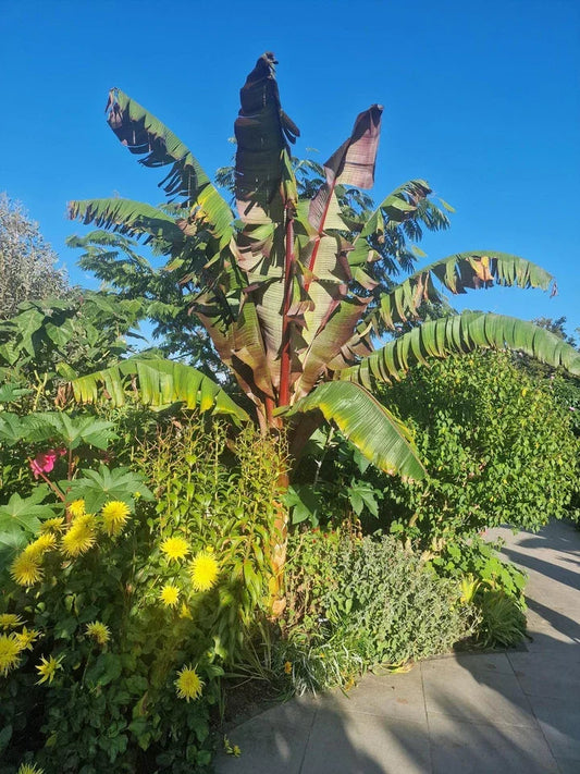 Ensete ventricosum Maurelii - Red Abyssinian Banana - Plant in 5 L Pot Corbycart