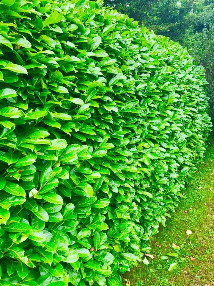 10 x 5-6ft Potted Cherry Laurel Hedge Plants (Multi-Buy Offers Available) CorbyCart