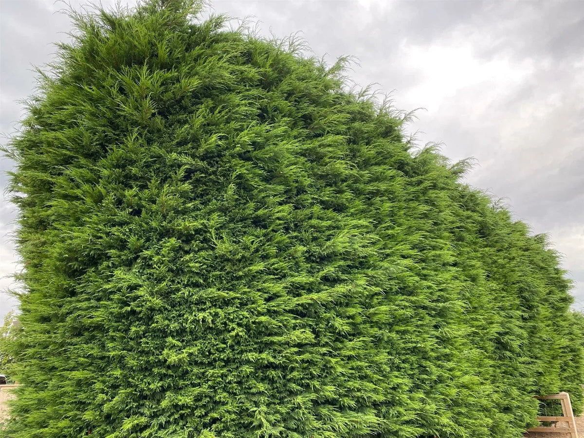 10x Large 4-5ft Green Leylandii Evergreen Hedging Plants - 3L Potted CorbyCart