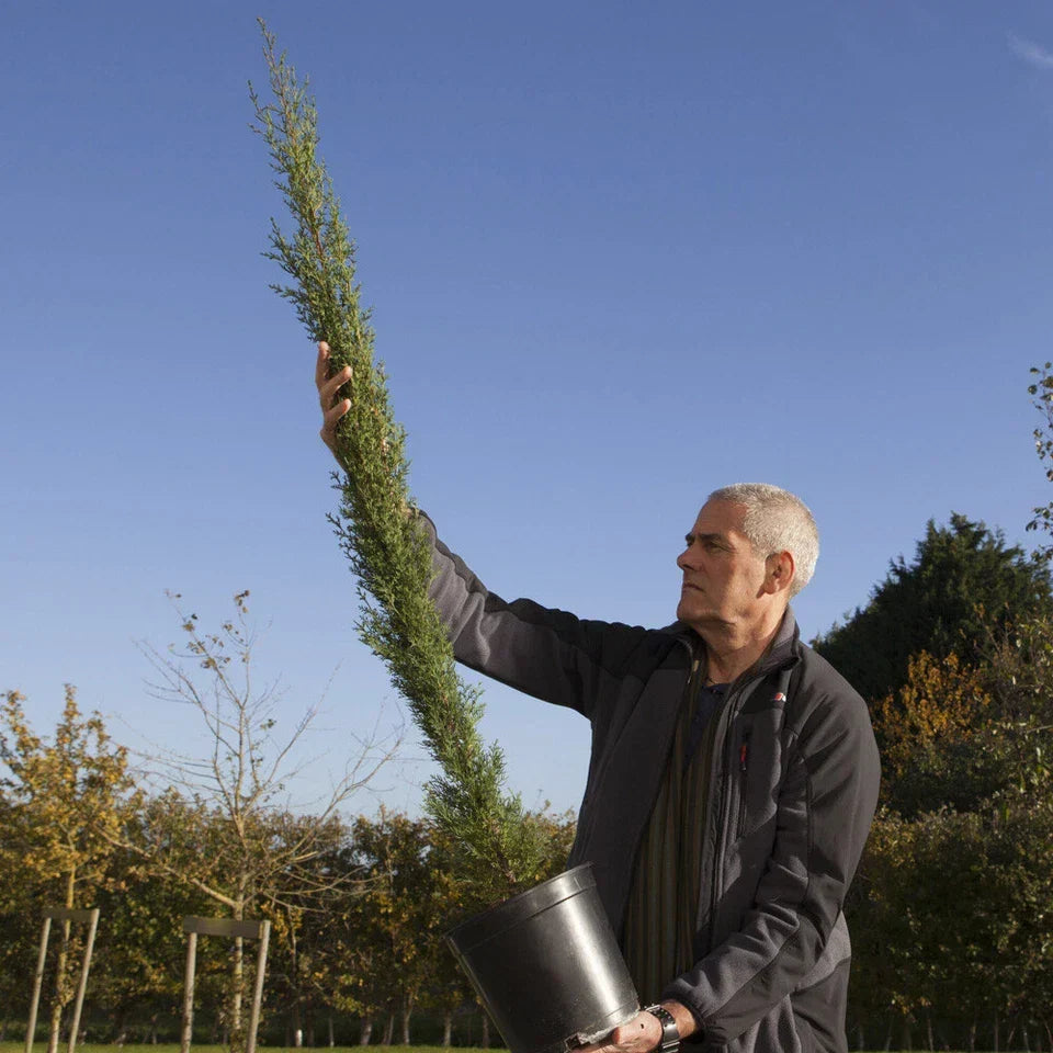 Pair of Italian Cypress Trees 90-120cm Tall, Ornamental Evergreen Shrubs Potted Corbycart