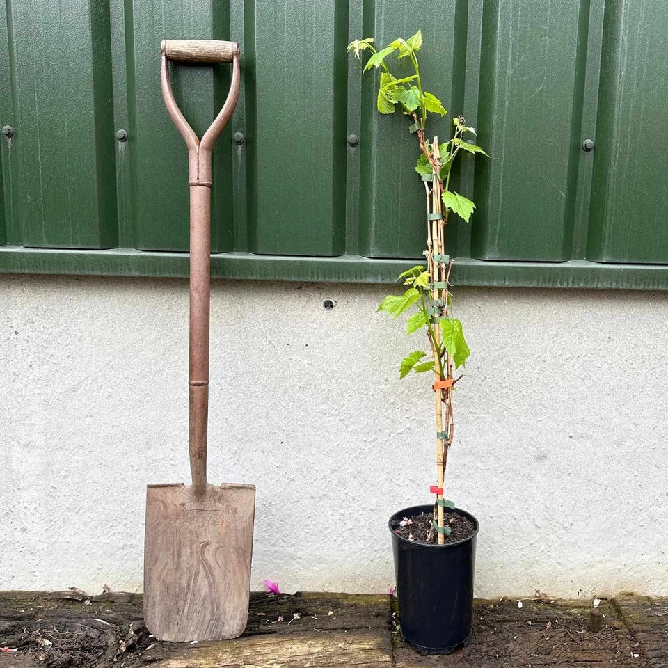 Grape Vanessa Seedless Outdoor Vine Climbing Early Season Plant Red Fruit Corbycart