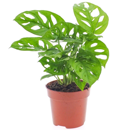 Vibrant Monstera Obliqua Monkey Leaf Indoor Potted Houseplant 20-30cm with Pot CorbyCart