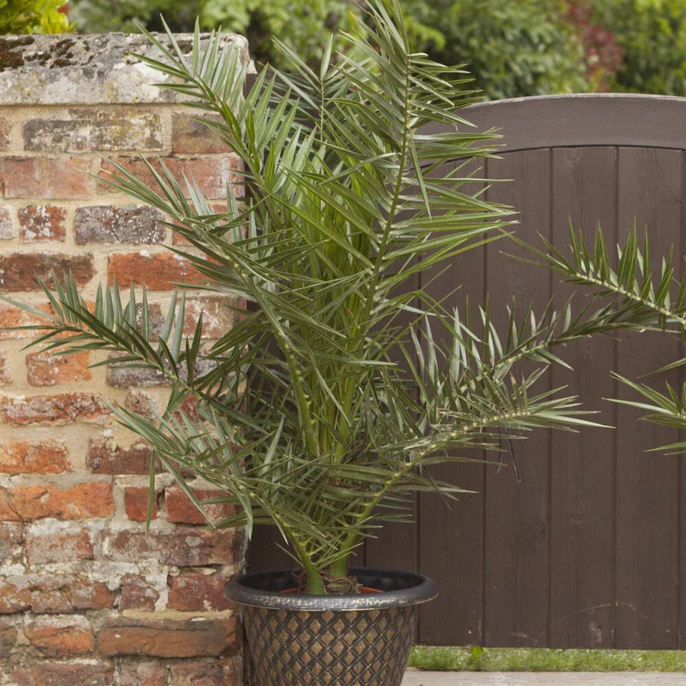 Pair of Hardy Phoenix Palm Canariensis Exotic Trees 60-80cm Tall in a 14cm Pot Corbycart