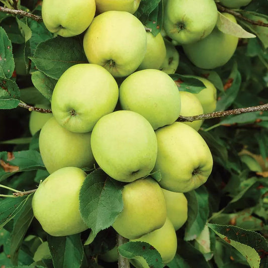 Mini Fruit Tree Patio Potted Garden Plants Apple Pear Plum Cherry 9cm Pots Corbycart