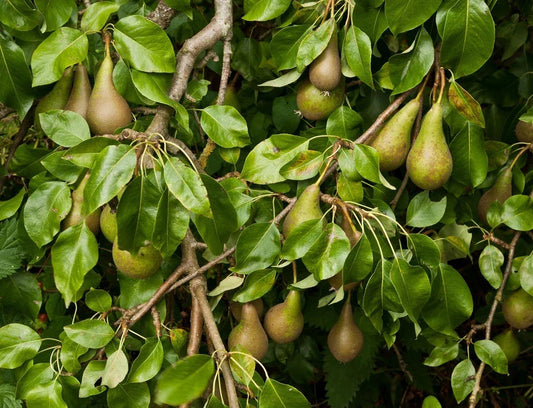 Conference Pear Tree 4-5ft Tall, Self-Fertile & Heavy Cropper, Ready to Fruit Corbycart
