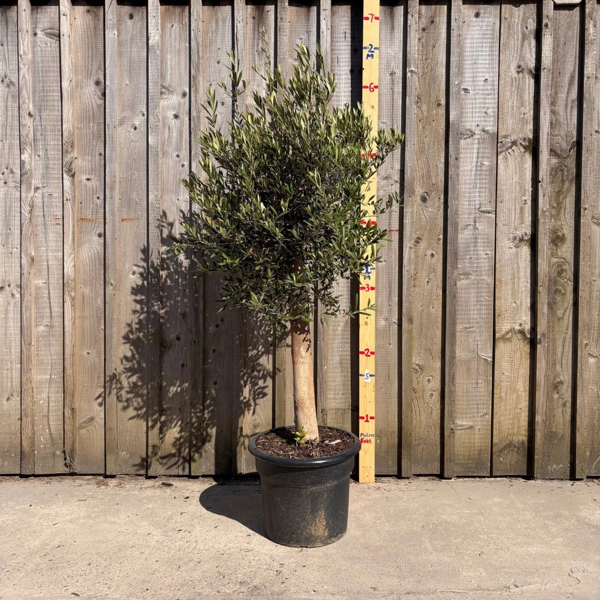 Thick Stem Olive Tree - L Corbycart
