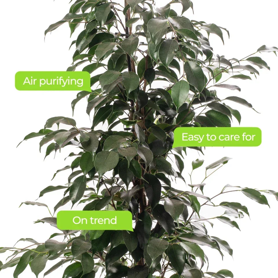 Weeping Fig Large Indoor House Plant Real Ficus Danielle Evergreen Tall Plants CorbyCart