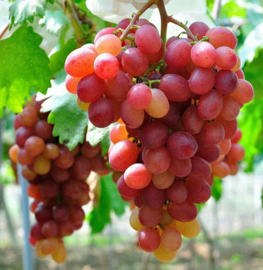 3 x Grape Vine Plant Mix - Garden Climbing Fruit Plant Grow Your Own Grapevine Corbycart
