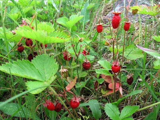 20 X Russian Wild Strawberry Plants! Berries All Year Round! No Care Needed Corbycart