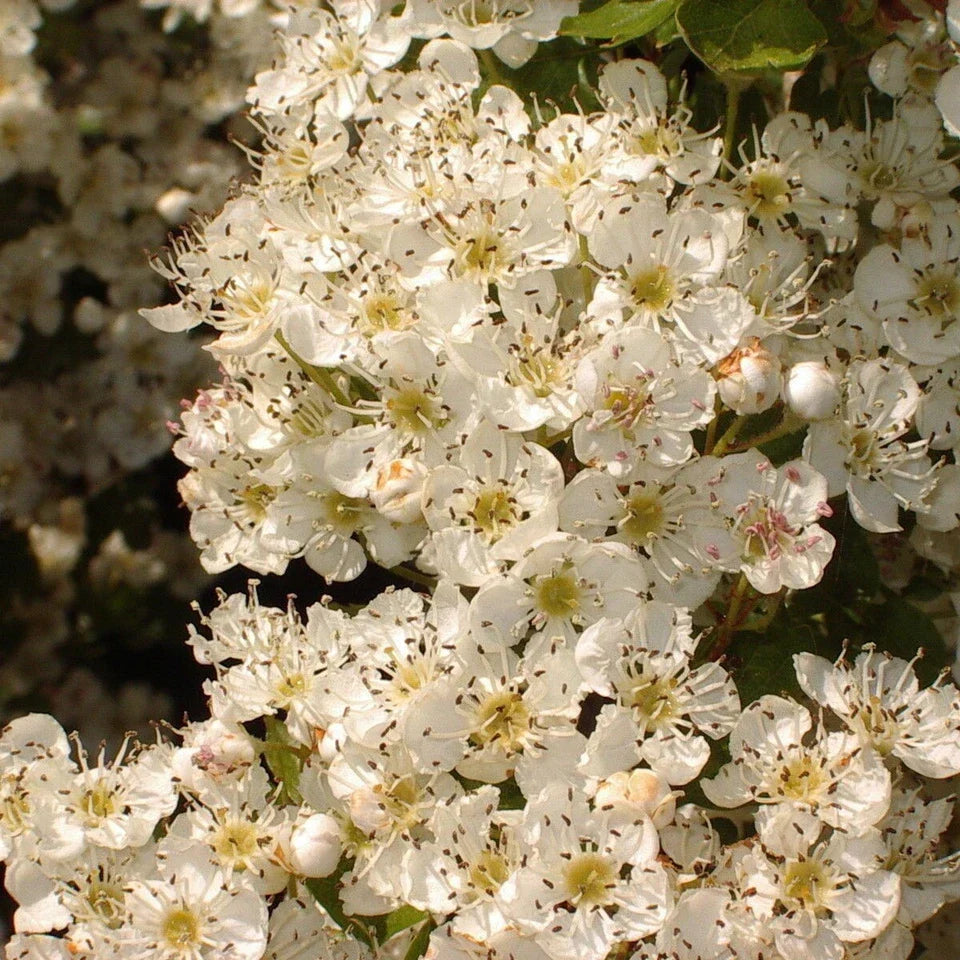 10x Hawthorn Hedging Plants, Wildlife Friendly 2-3ft In 1L Pot, Hawthorne Hedges CorbyCart