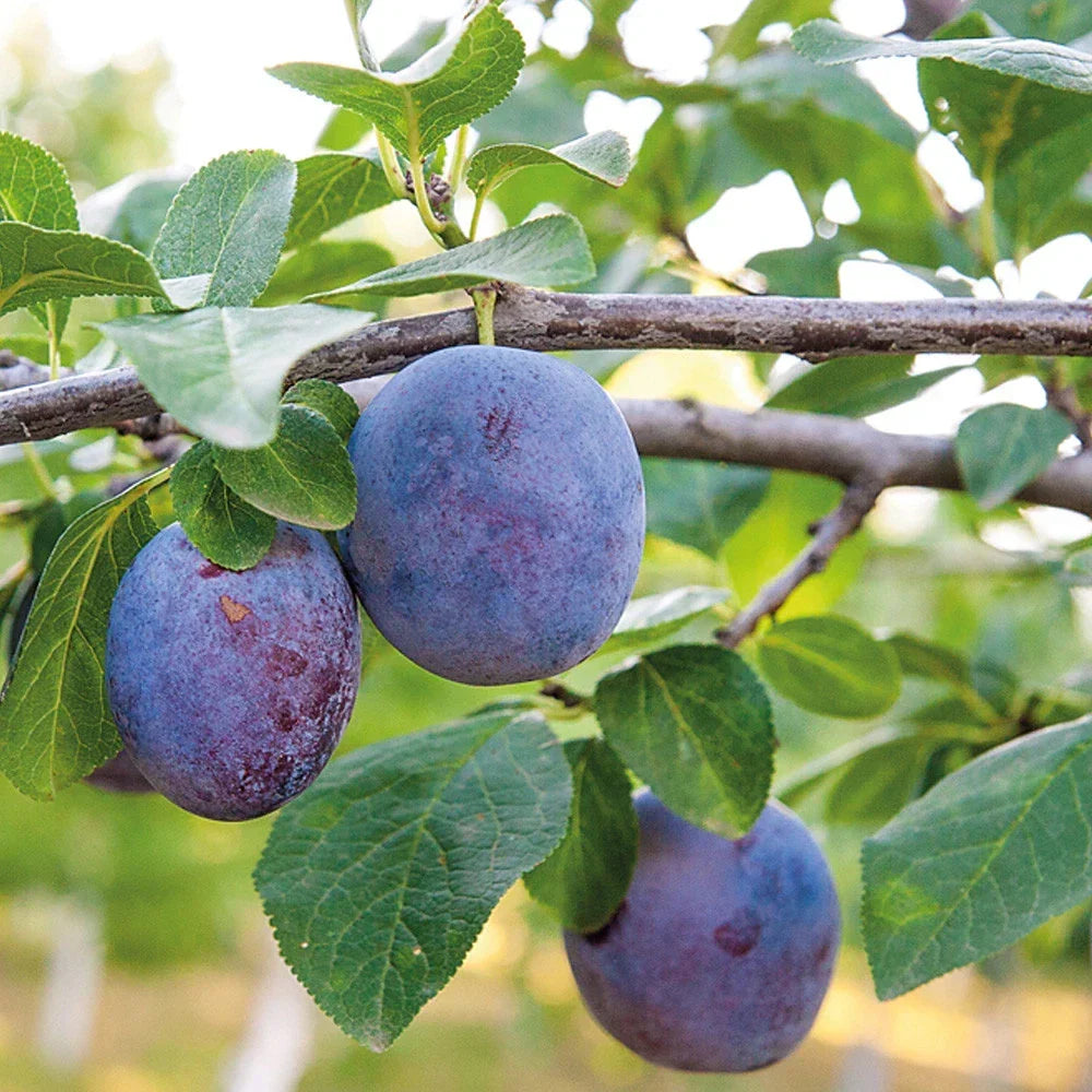 Mini Fruit Tree Patio Potted Garden Plants Apple Pear Plum Cherry 9cm Pots Corbycart