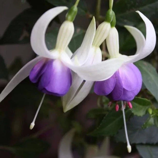 FUCHSIAS x3 Hardy Perennial Variety Pack | Young Plants in 9cm pots CorbyCart