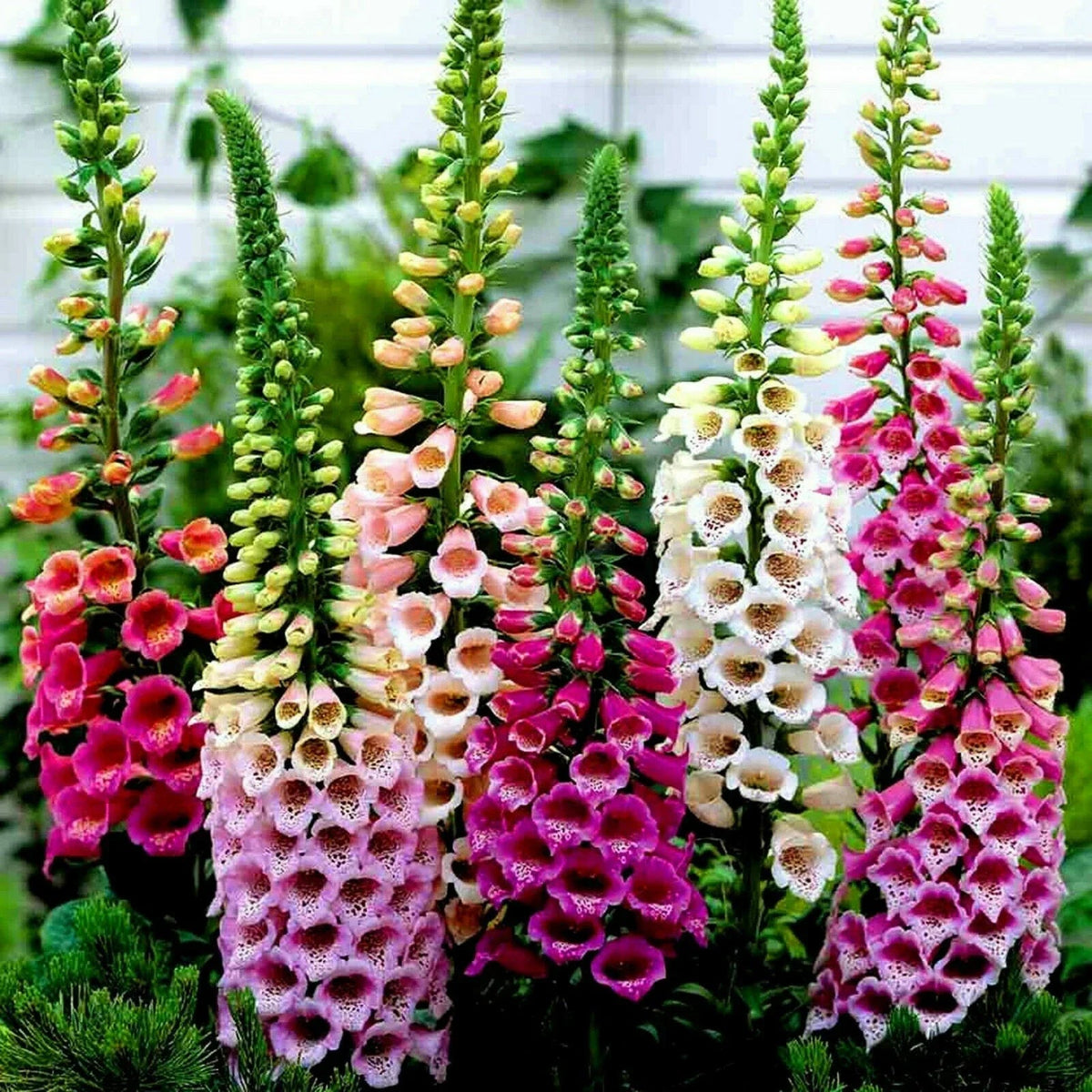 10 x Plug plants Dwarf Foxglove Digitalis 'Foxy Mixed' Cottage Garden Corbycart