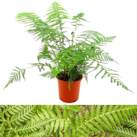 Tree Fern Plant in 17cm Pot - Dicksonia Antarctica Corbycart