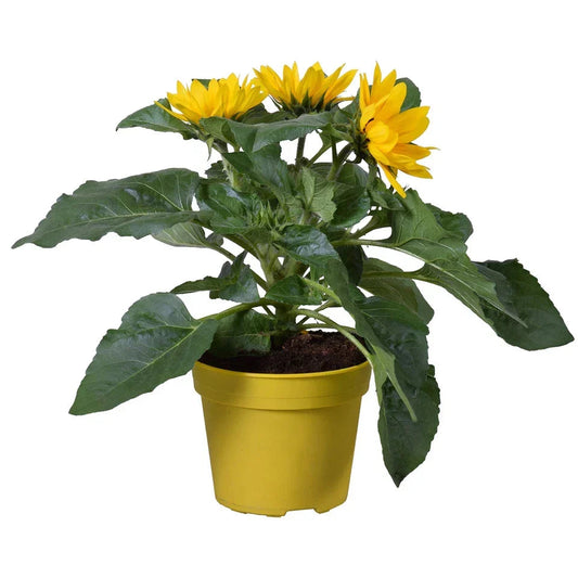 Outdoor Sunflower Potted Garden Plant Golden Annual 20-30cm Shrub In 13cm Pot Corbycart