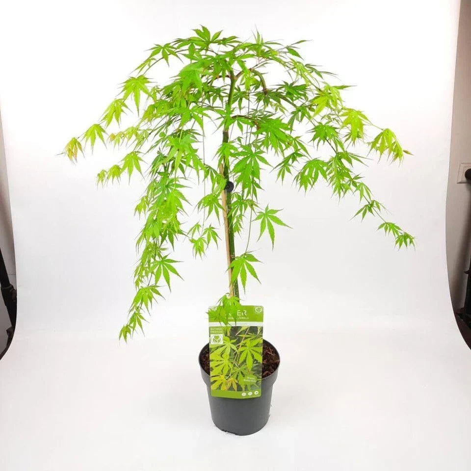 Japanese Maple 'Cascade Emerald' - Weeping Tree with Fiery Autumn Colours Corbycart