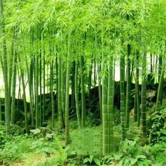 Giant Moso Bamboo Seeds, Phyllostachys Pubescens Edulis CorbyCart