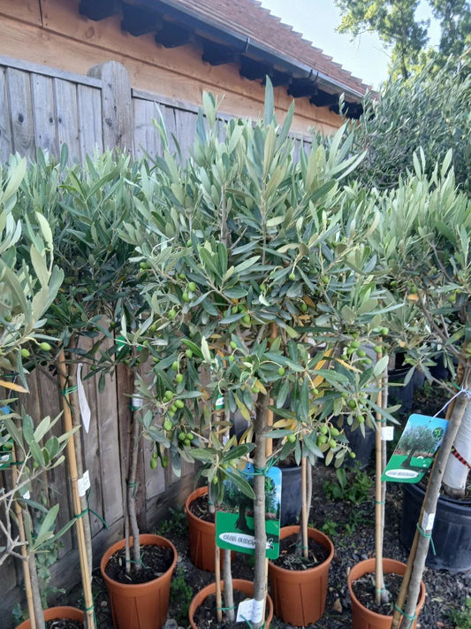 Olive Tree Large Approx 160cm Tall 25L UK Hardy Evergreen Patio Plant Healthy Corbycart