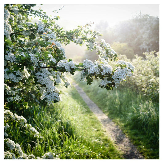 10x Hawthorn Hedging Plants, Wildlife Friendly 2-3ft In 1L Pot, Hawthorne Hedges CorbyCart