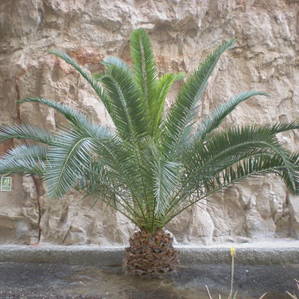 Hardy Phoenix palm 55-75cm in 14cm pot Single Corbycart