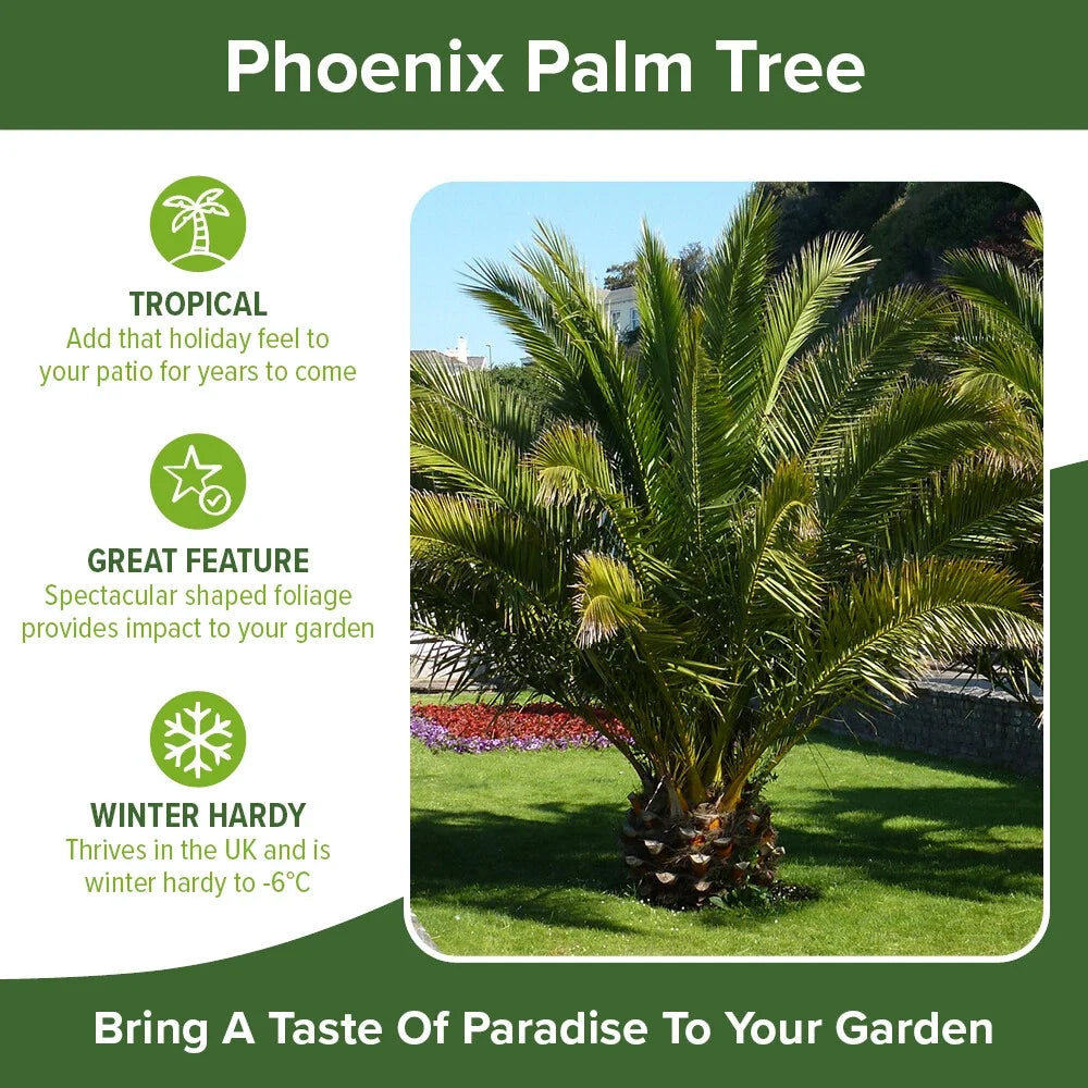 Tropical Palm Tree, Phoenix Canariensis 80cm-1m Tall, 1 x 19cm Pot Corbycart