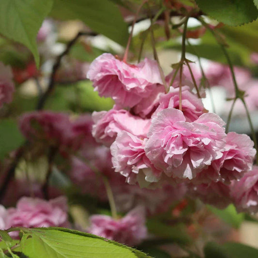 Prunus serrulata Kanzan Japanese Cherry Blossom Tree Ornamental Garden plant (4-5ft,9L Pot) Corbycart
