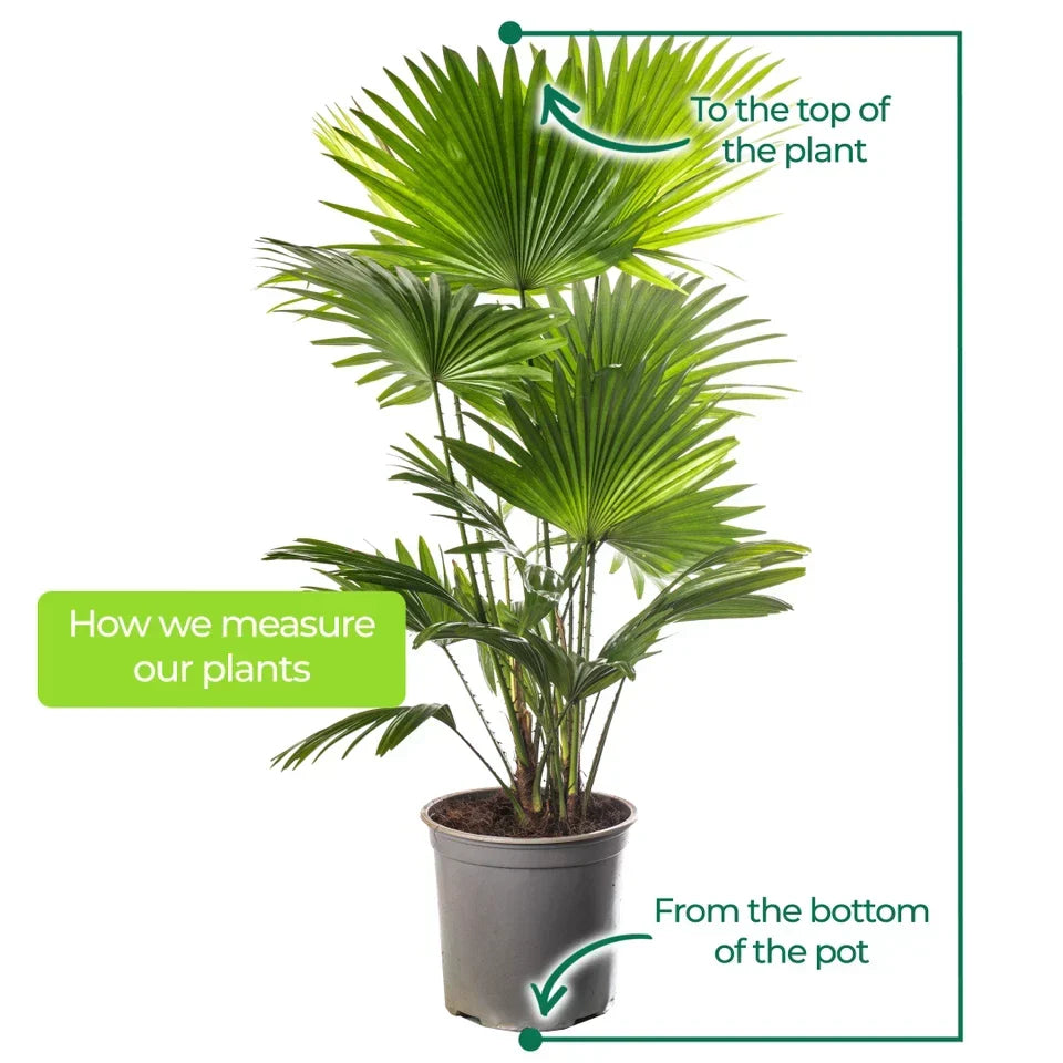 Livistona Fan Palm Large Indoor Tropical House Plant Real Evergreen Tall Plants Corbycart