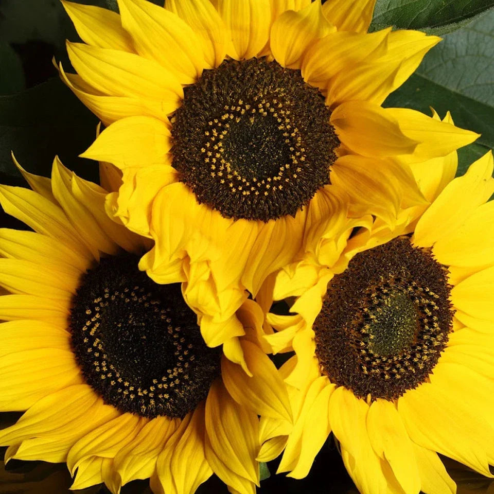 Outdoor Sunflower Potted Garden Plant Golden Annual 20-30cm Shrub In 13cm Pot Corbycart