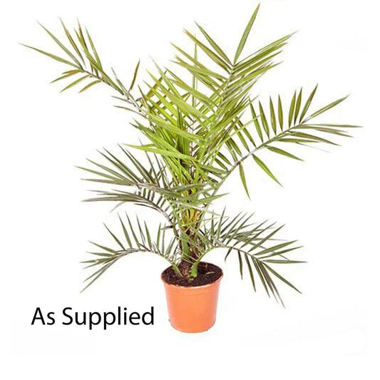 Hardy Phoenix palm 55-75cm in 14cm pot Single Corbycart