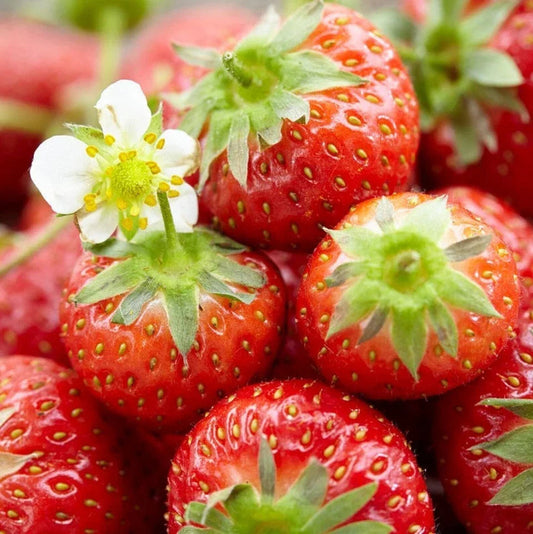 Strawberry Honeoye Fruit Plants - Hardy Garden Bushes in 9cm Pots Corbycart
