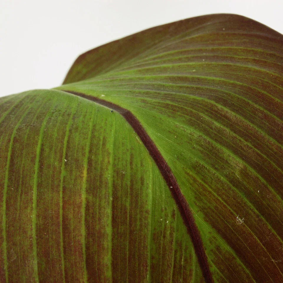 Ensete ventricosum Maurelii - Red Abyssinian Banana - Plant in 10.5 cm Pot Corbycart