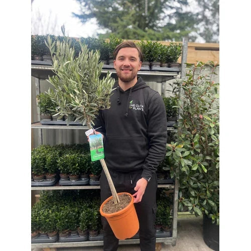 Large Olive Tree Plants x 2 Lollipop Olea Europea Evergreen 4L Pot 110-120cm Corbycart