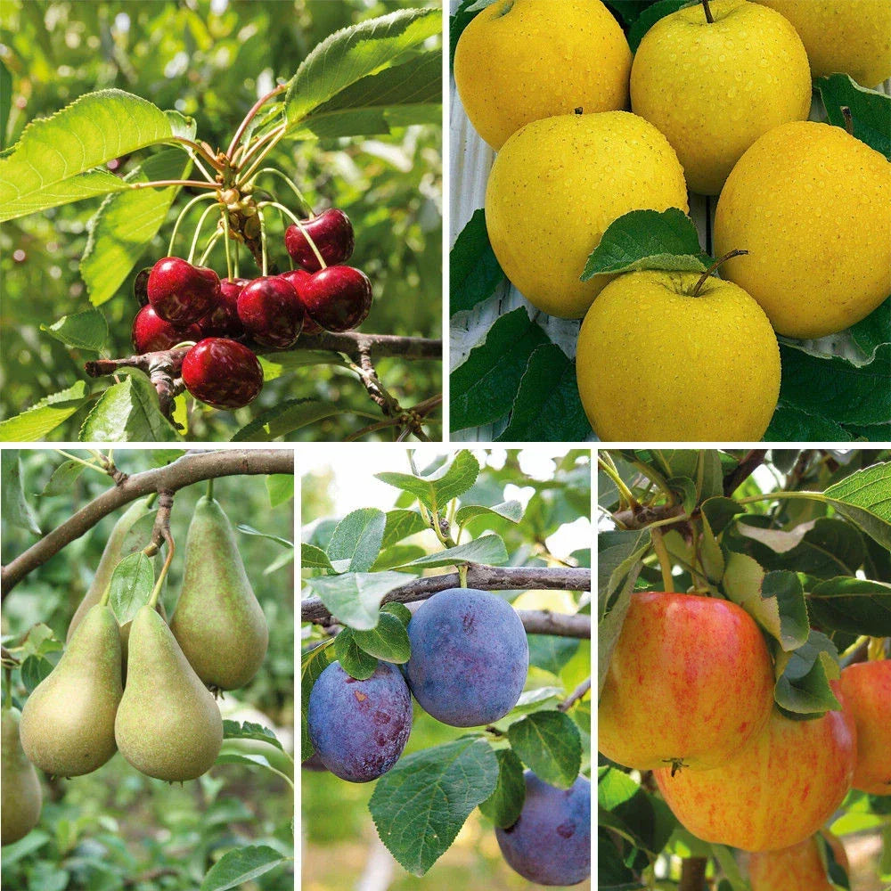 Mini Fruit Tree Patio Garden Plant Apples Pears Cherries Plums 9cm Potted Corbycart