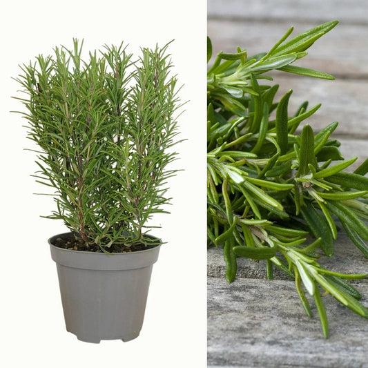 Rosemary Plant in 14cm Pot - Rosmarinus Evergreen Fragrant Perennial Herb Plants Corbycart
