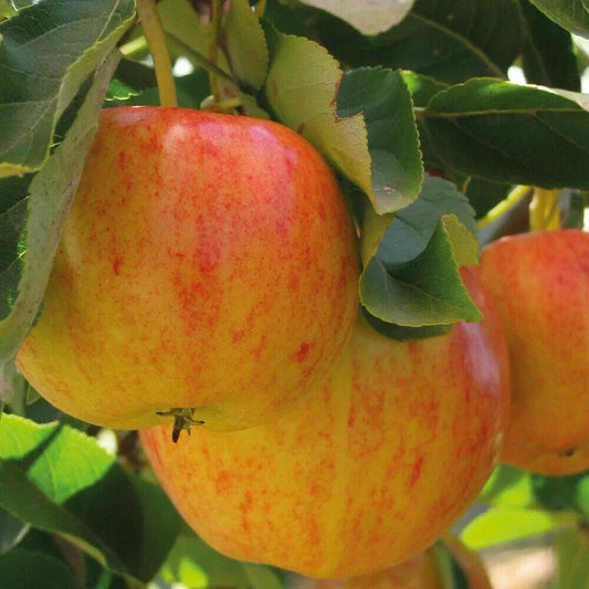 Patio Fruit Tree Plants Garden Collection 5 Different Varieties 5 x 9cm Pots Corbycart