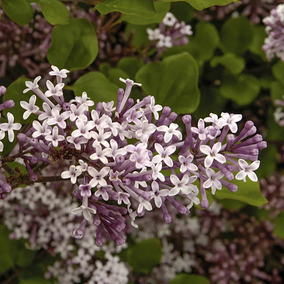 Standard Lilac Trees, Syringa Palibin, Double Flowering, 90-120cm, 3L Pots Corbycart