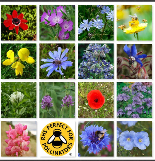 Wild Flower 50g seeds throw grow Meadow Scented Bee Butterfly Garden CorbyCart