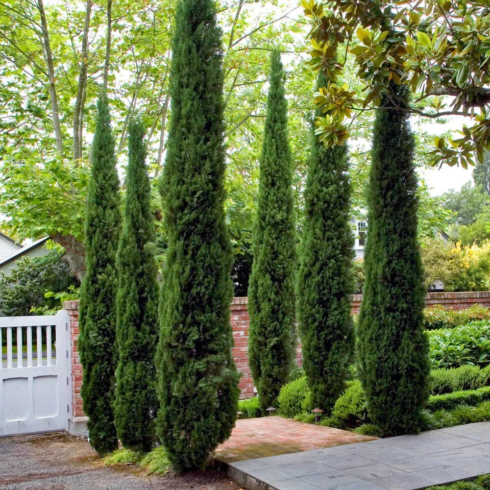 Single 90-120cm Italian Cypress Trees Ornamental Evergreen Shrubs, 20cm pot Corbycart