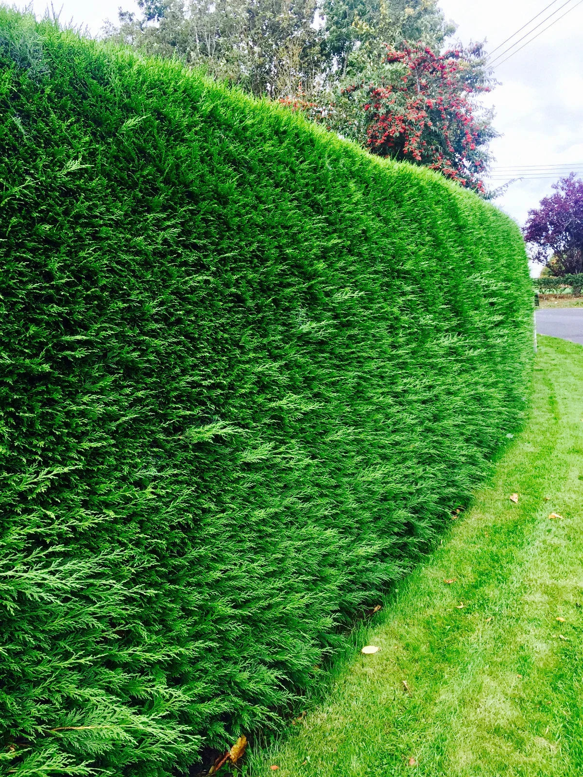 100 Green Leylandii Hedging Evergreen Conifer Plants Fast Growing 40-60cm Potted CorbyCart