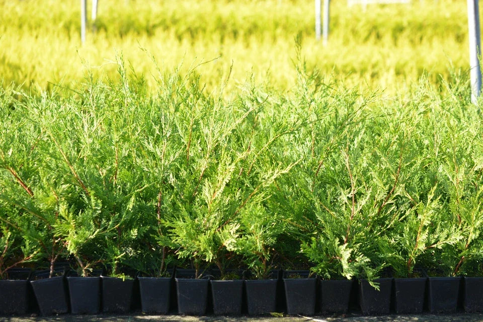 10x LEYLANDII GOLD | EVERGREEN CONIFER HEDGING 30-60cm CorbyCart