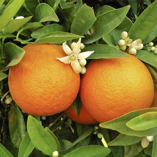 Orange Tree Plant Large Fully Mature Seedless Citrus Fruit in Pot 80cm Tall Corbycart