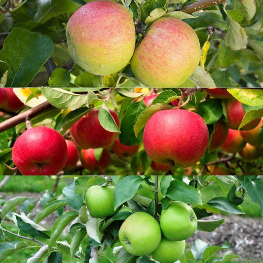 Patio Apple Tree - Mixed Varieties - Patio Fruit Tree 2-4ft in 5 Litre Pot Corbycart