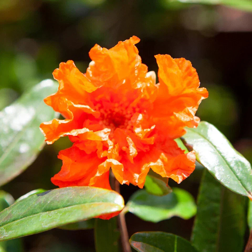 Dwarf Pomegranate Bush, Punica Nana , Hardy Compact Fruit Shrub,9cm Pot Corbycart