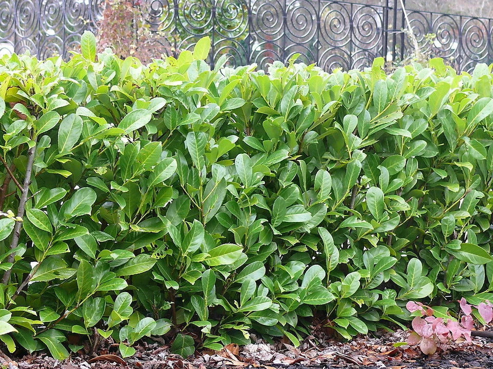 10 Cherry Laurel Hedging Plants 30-50cm Tall Potted