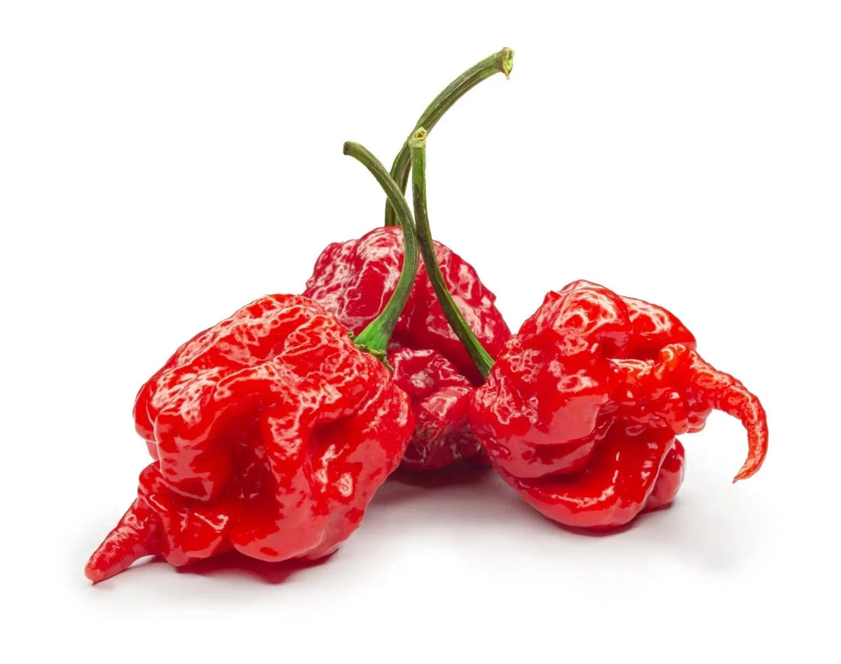 Chilli Plants - 'Carolina Reaper' - 3 x Large Plug Plant Pack Corbycart