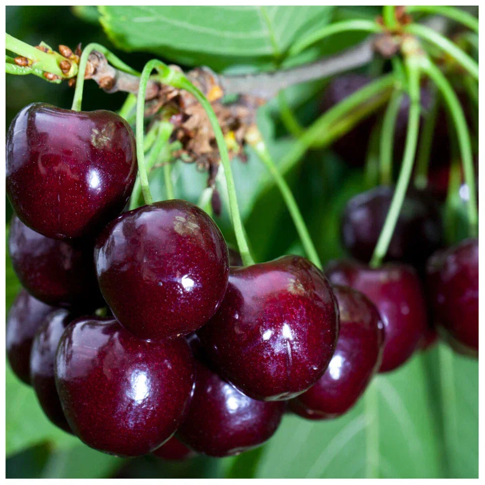Cherry Tree 4-5ft tall, Large, Dark Red, Sweet & Juicy Cherries Corbycart