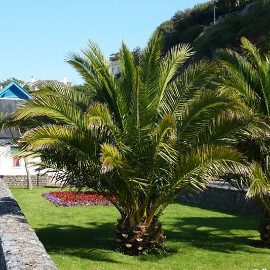 Pair of Hardy Phoenix Palm Canariensis Exotic Trees 60-80cm Tall in a 14cm Pot Corbycart