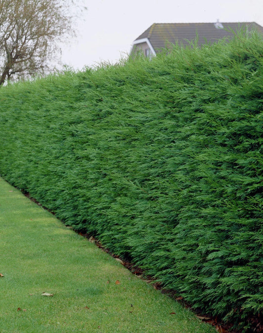 100 Green Leylandii Hedging Evergreen Conifer Plants Fast Growing 40-60cm Potted CorbyCart