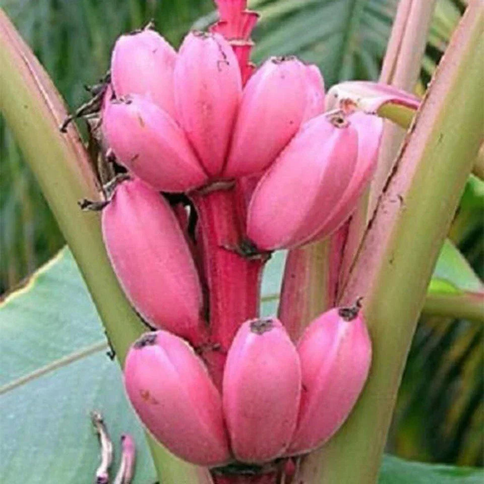 Banana Musa velutina 20 seeds Corbycart