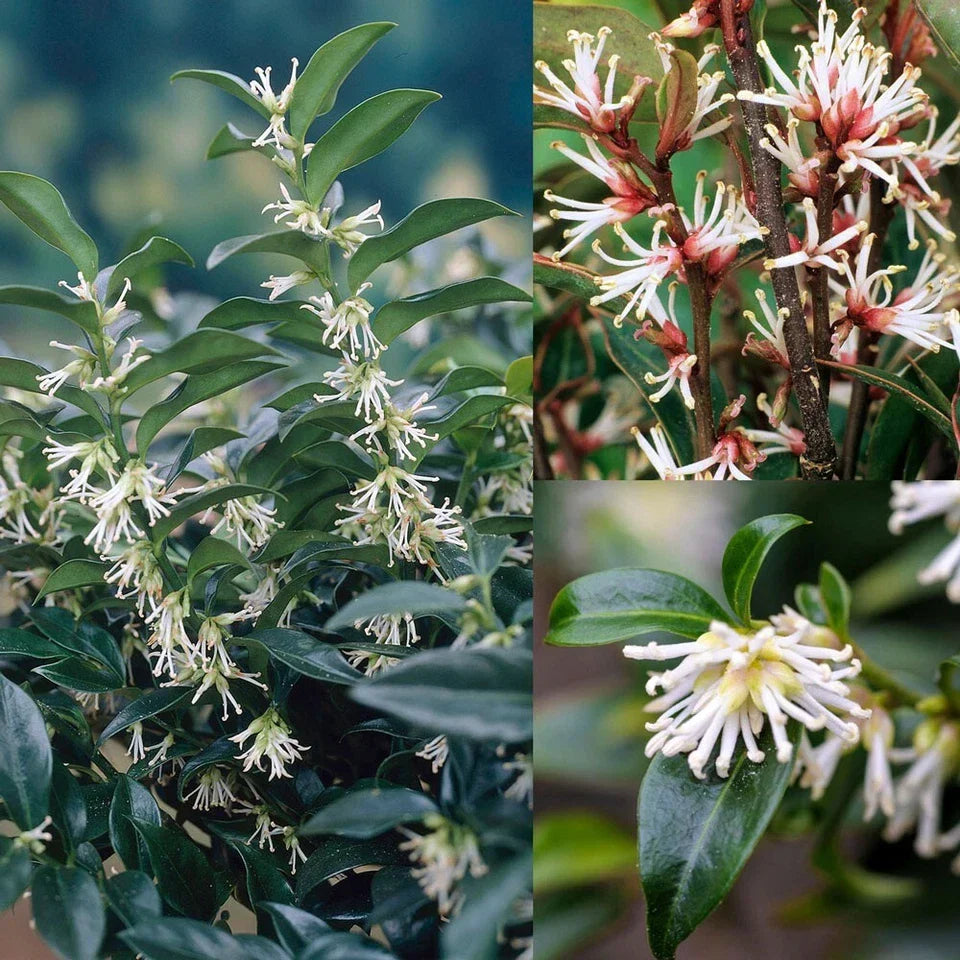 Sarcococca hookeriana Winter Gem Sweet Box 3Lt Pot Evergreen Plants Corbycart